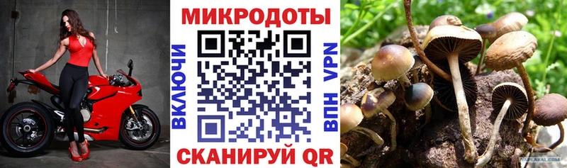 площадка клад  Гудермес  Псилоцибиновые грибы мицелий 